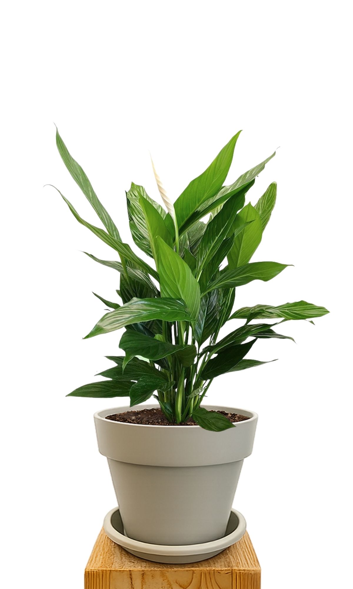 Plant kit 30 Sand